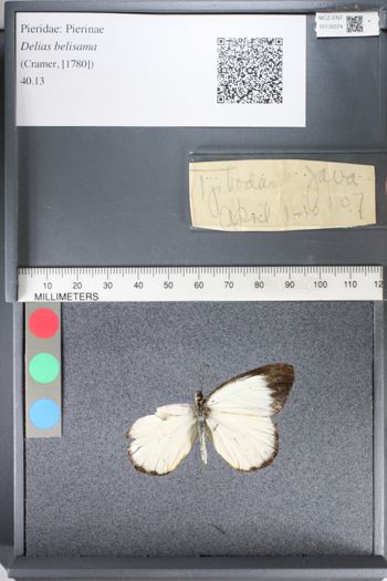Media type: image;   Entomology 130074
